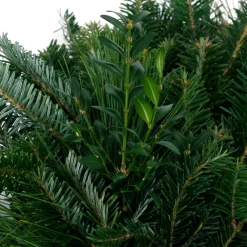 VAN ZYVERDEN 24 In. Live Fresh Cut Blue Ridge Mountain Mixed Christmas Wreath With Bow -Alpine Corporation Shop van zyverden christmas wreaths 87448 4f 1000