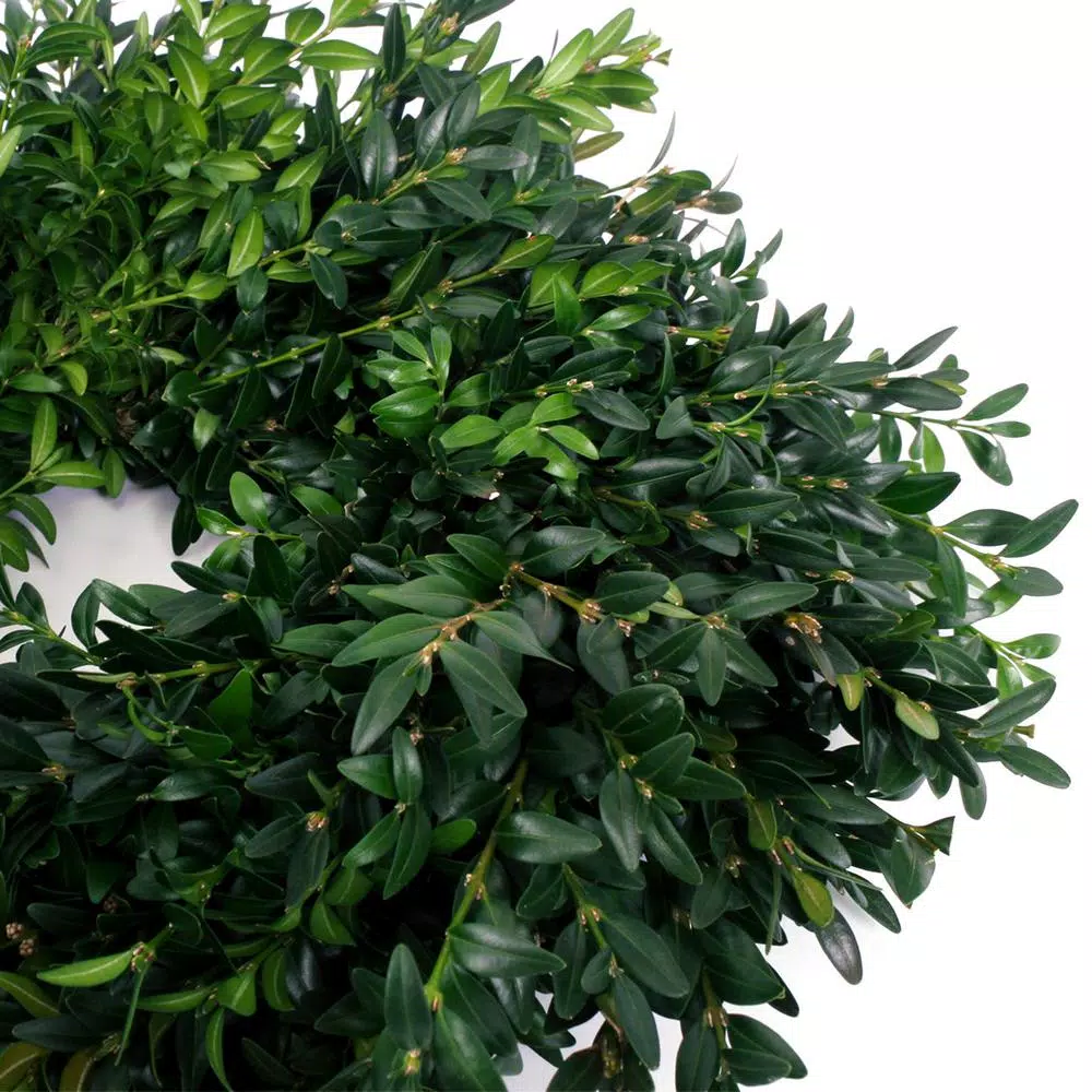 VAN ZYVERDEN 12 In. Live Fresh Cut Blue Ridge Mountain Box Wood Window Christmas Wreath 6 VAN ZYVERDEN 12 In. Live Fresh Cut Blue Ridge Mountain Box Wood Window Christmas Wreath - Image 4