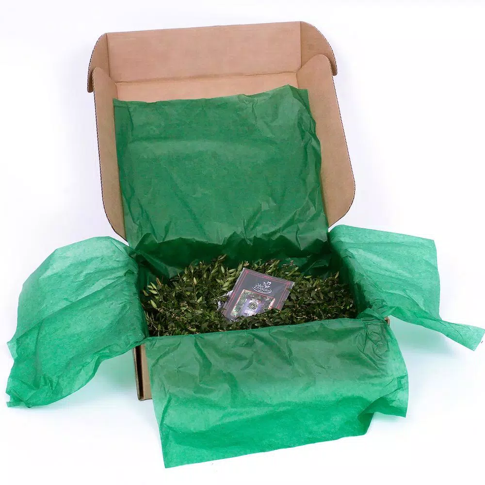 VAN ZYVERDEN 12 In. Live Fresh Cut Blue Ridge Mountain Box Wood Window Christmas Wreath 7 VAN ZYVERDEN 12 In. Live Fresh Cut Blue Ridge Mountain Box Wood Window Christmas Wreath - Image 5