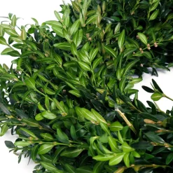 VAN ZYVERDEN 22 In. Live Fresh Cut Blue Ridge Mountain Box Wood Christmas Wreath -Alpine Corporation Shop van zyverden christmas wreaths 87552 1f 1000